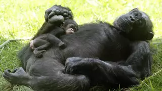Los chimpancés aprenden a comunicarse a través de sus madres: las crías acaban comportándose como sus progenitoras
