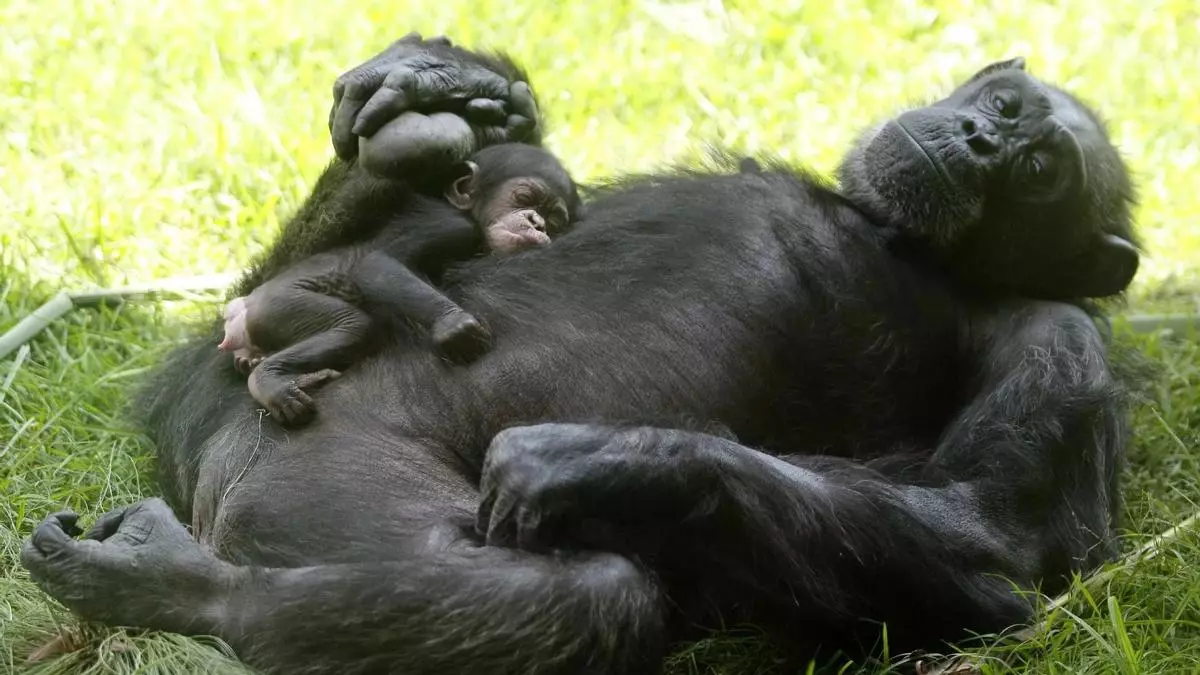 Los chimpancés aprenden a comunicarse a través de sus madres: las crías acaban comportándose como sus progenitoras