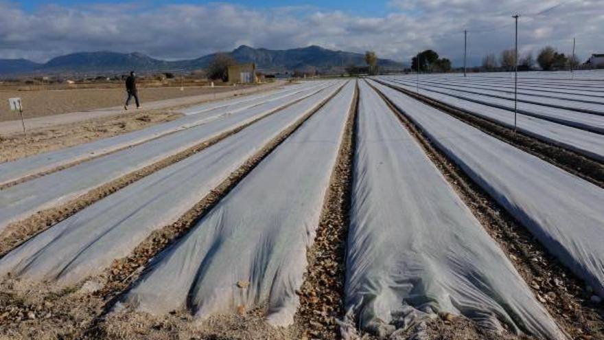 Mantas térmicas en los cultivos de Villena para combatir las heladas