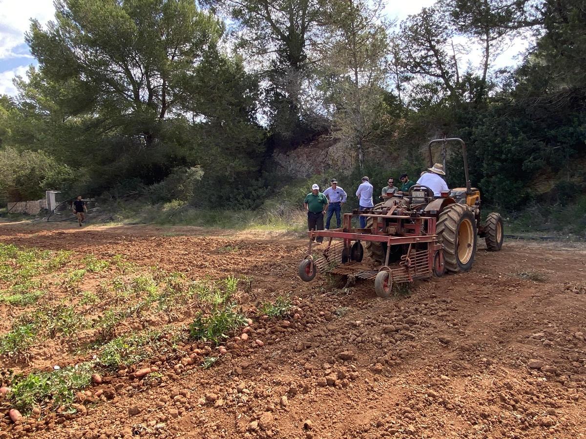 Galería: Así ha sido la presentación de la campaña de la 'patata vermella eivissenca' en Es Figueral Galería: Así ha sido la presentación de la campaña de la 'patata vermella eivissenca' en Es Figueral