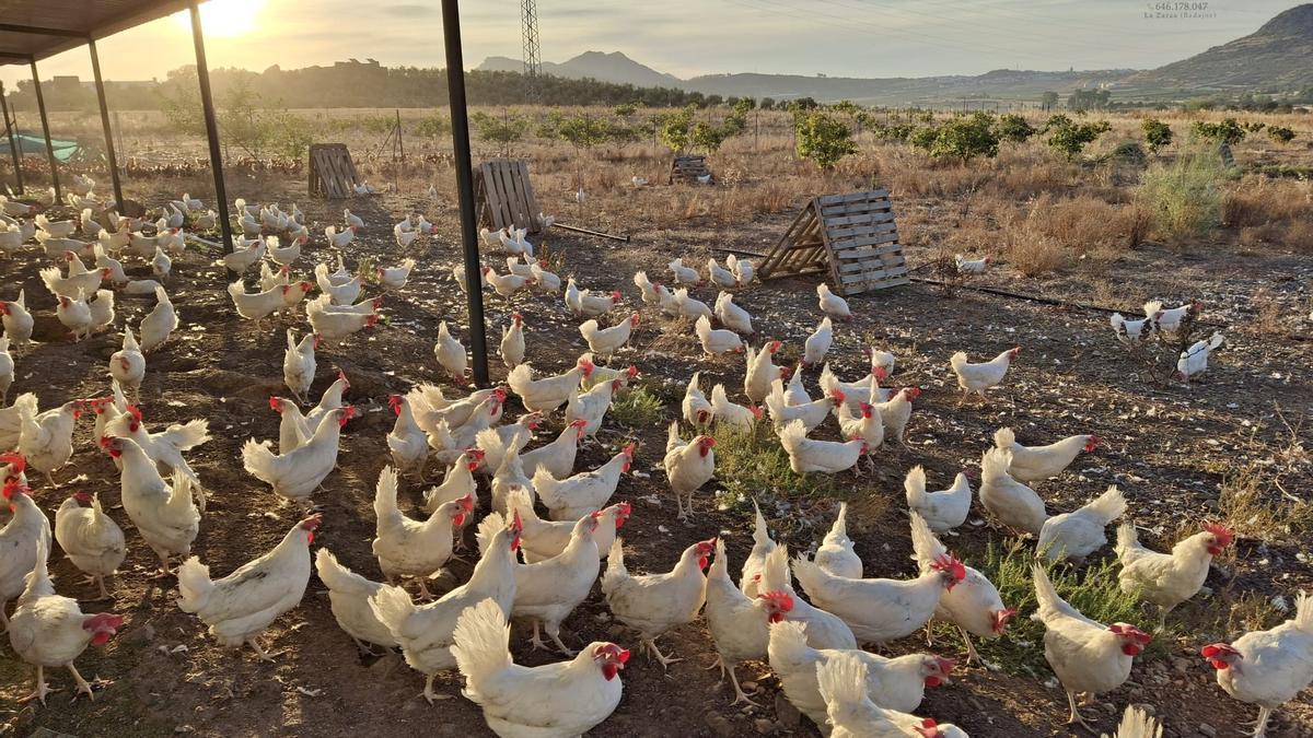 Imagen de archivo de gallinas al aire libre en la granja de huevos camperos La Higuera, en La Zarza.