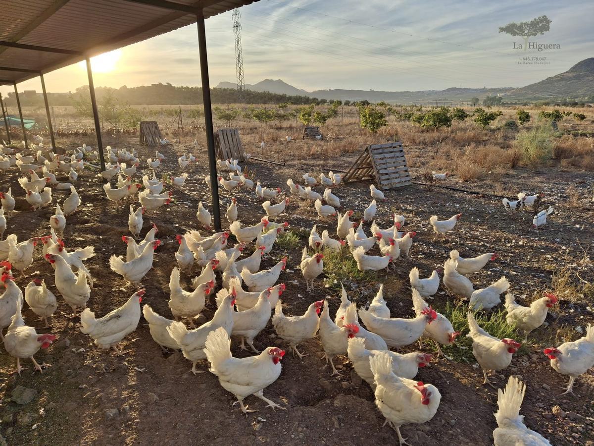 Imagen de archivo de gallinas al aire libre en la granja de huevos camperos La Higuera, en La Zarza.