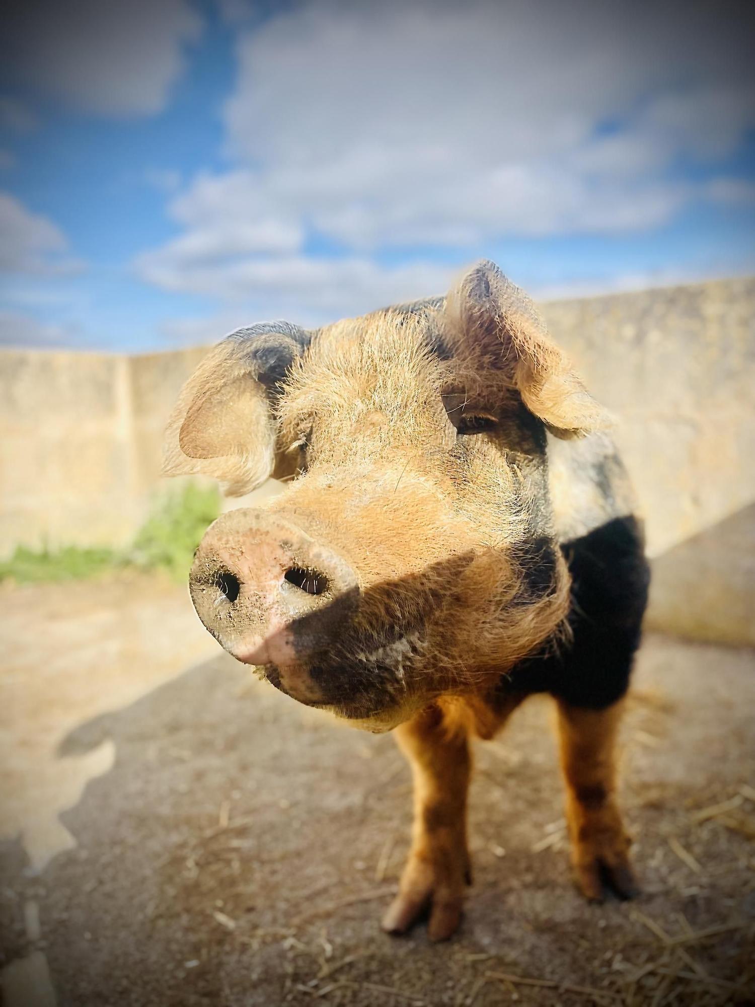 Schwein Ferdinand.