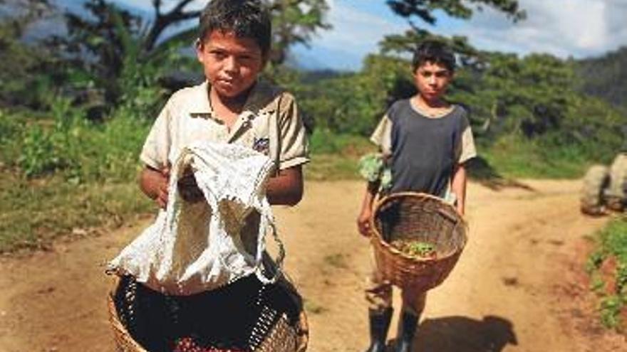 Plantaciones de café de Honduras dan empleo a menores.