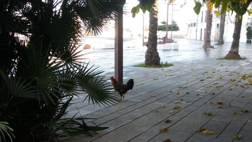 Un gallo, esta mañana por el puerto de Ibiza
