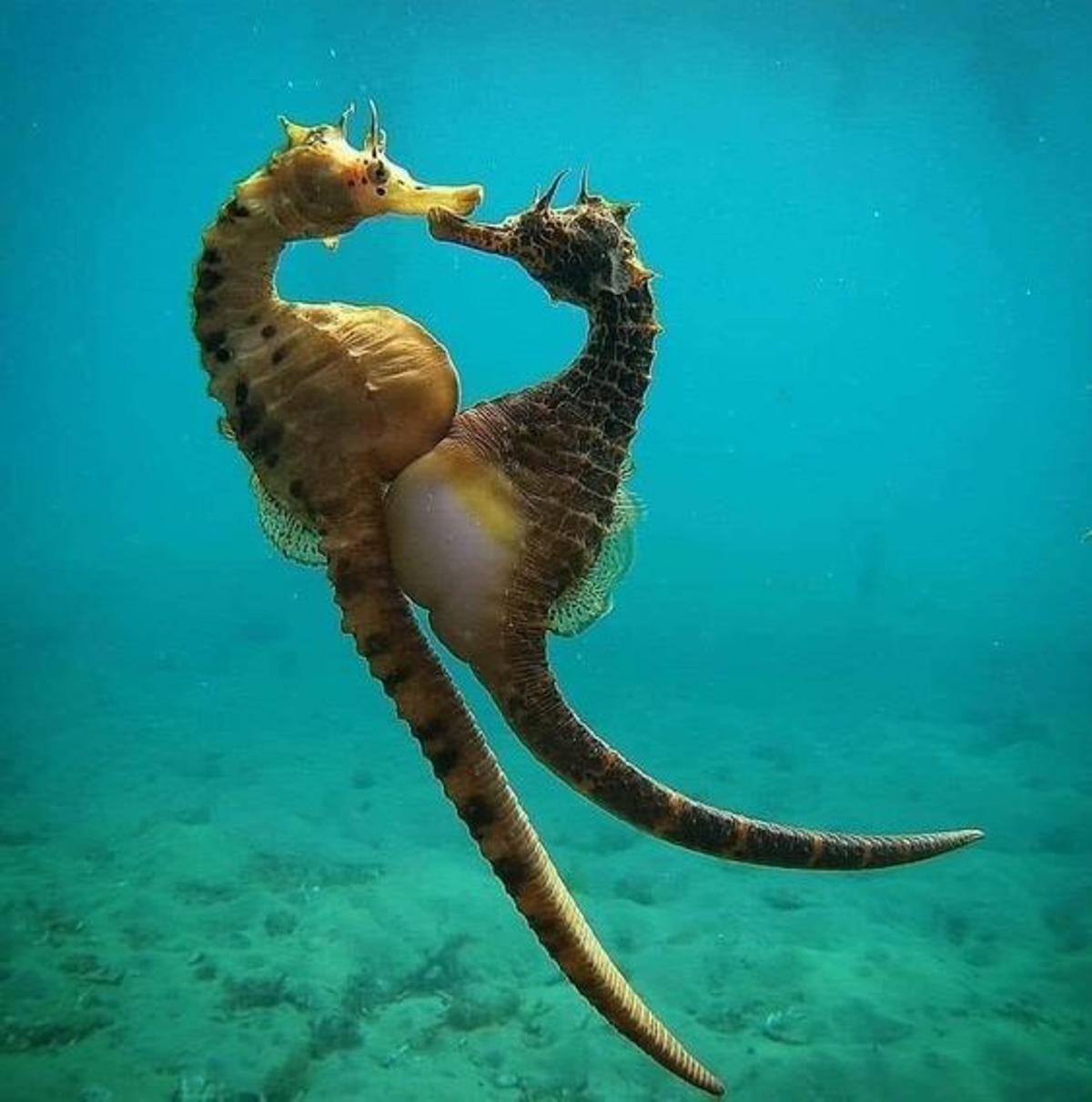 Una pareja de hipocampos, más concoidos como caballitos de mar