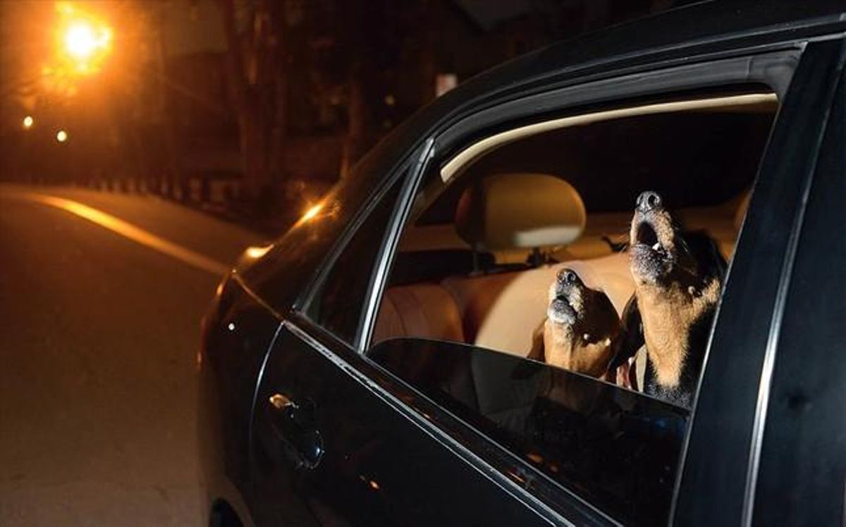Imagen del libro ’Dogs in cars’