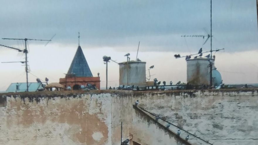 Denuncian una plaga de palomas en un edificio de la calle Cardero