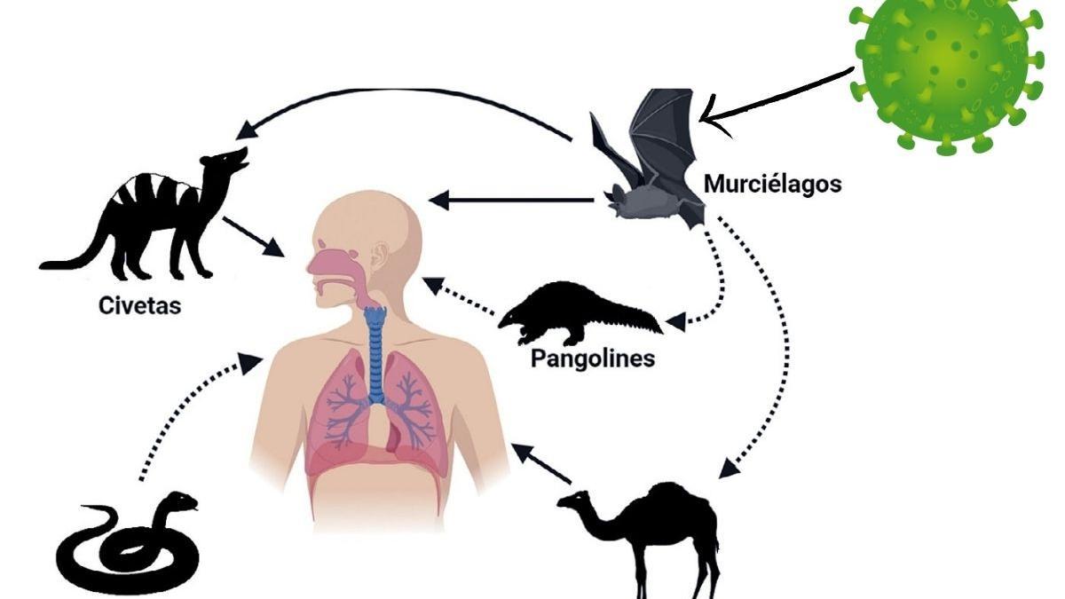 Los virus zoonóticos son aquellos que se transmiten de animales a humanos, como los coronavirus