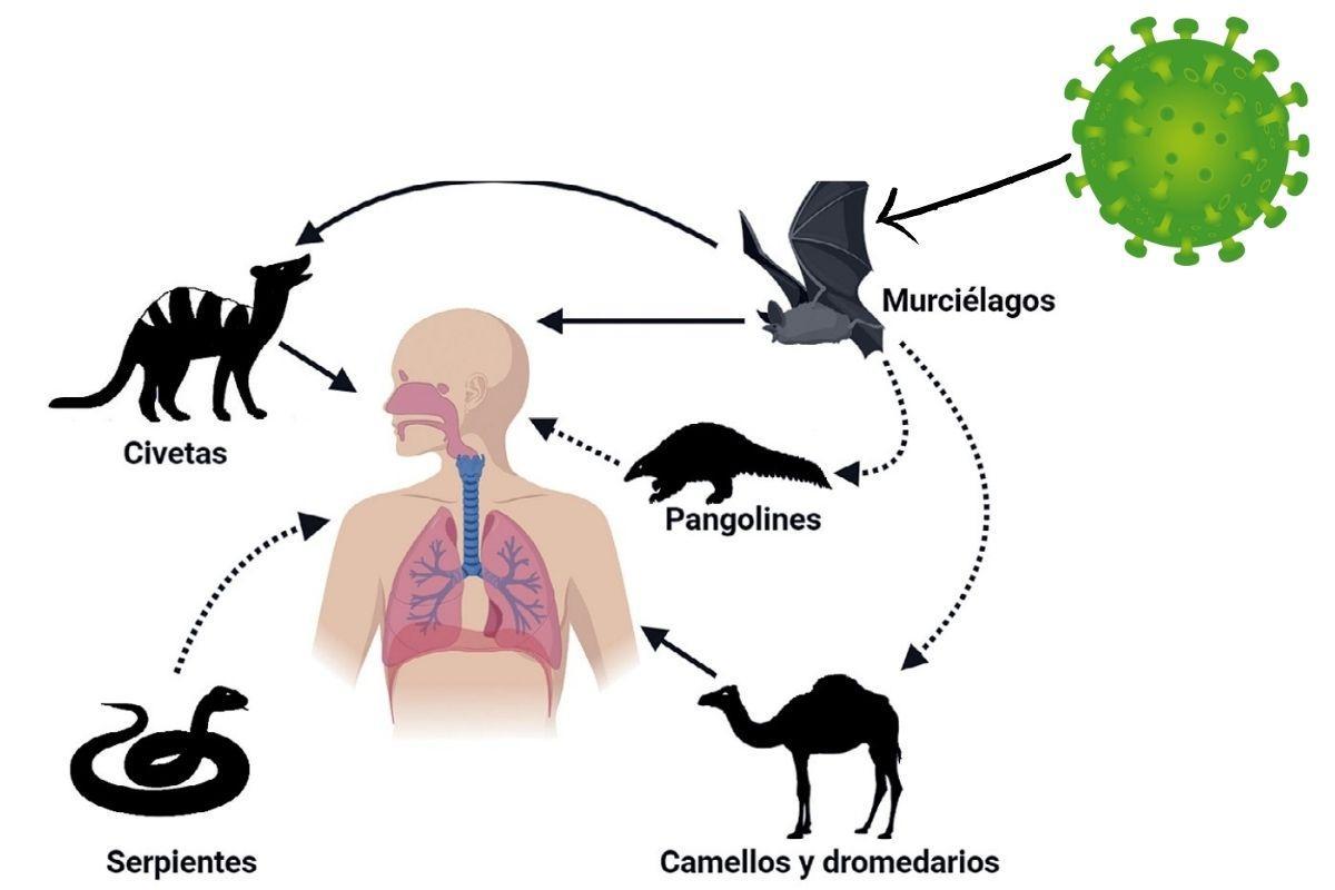Los virus zoonóticos son aquellos que se transmiten de animales a humanos, como los coronavirus
