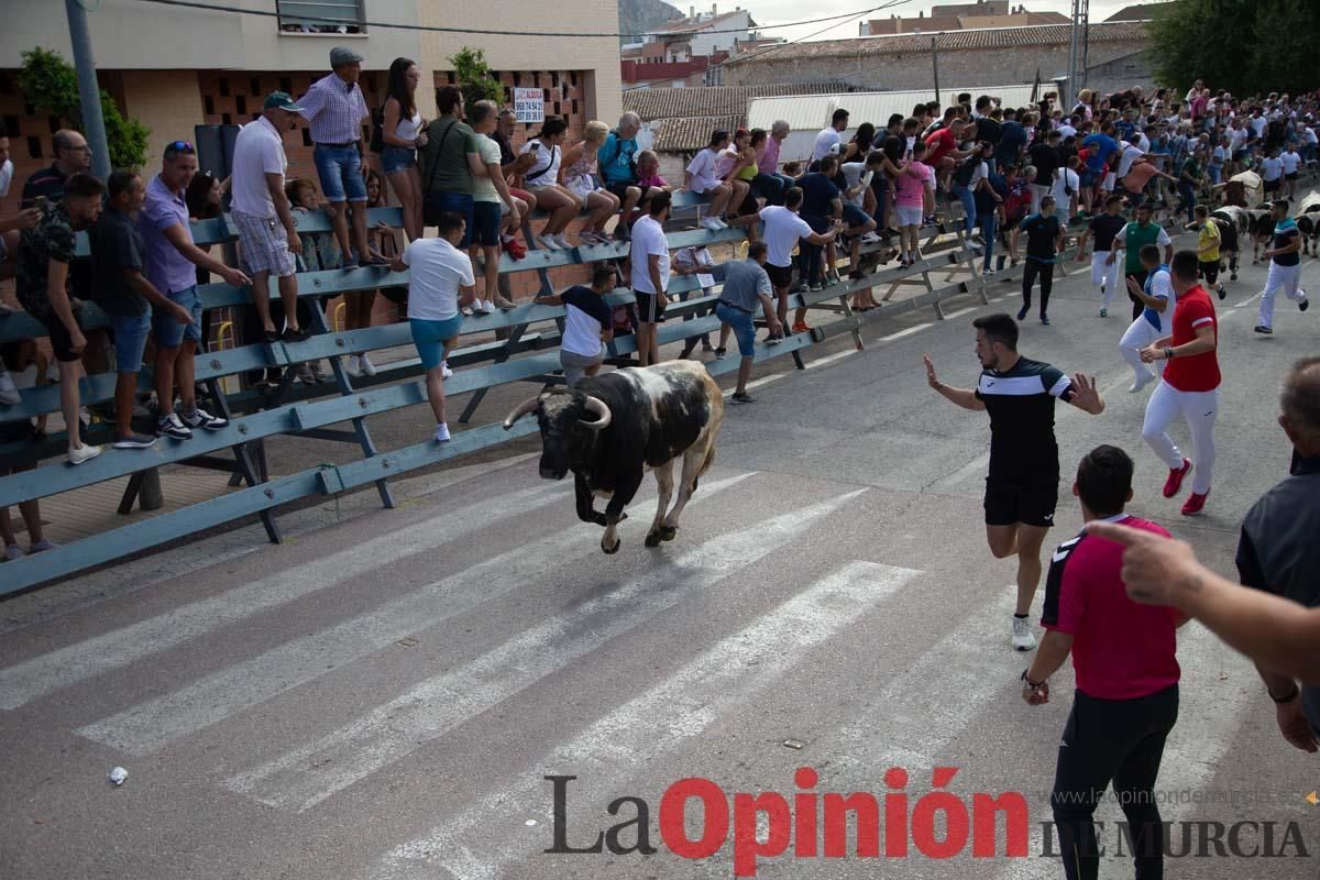 Primer encierro de la Feria del Arroz de Calasparra