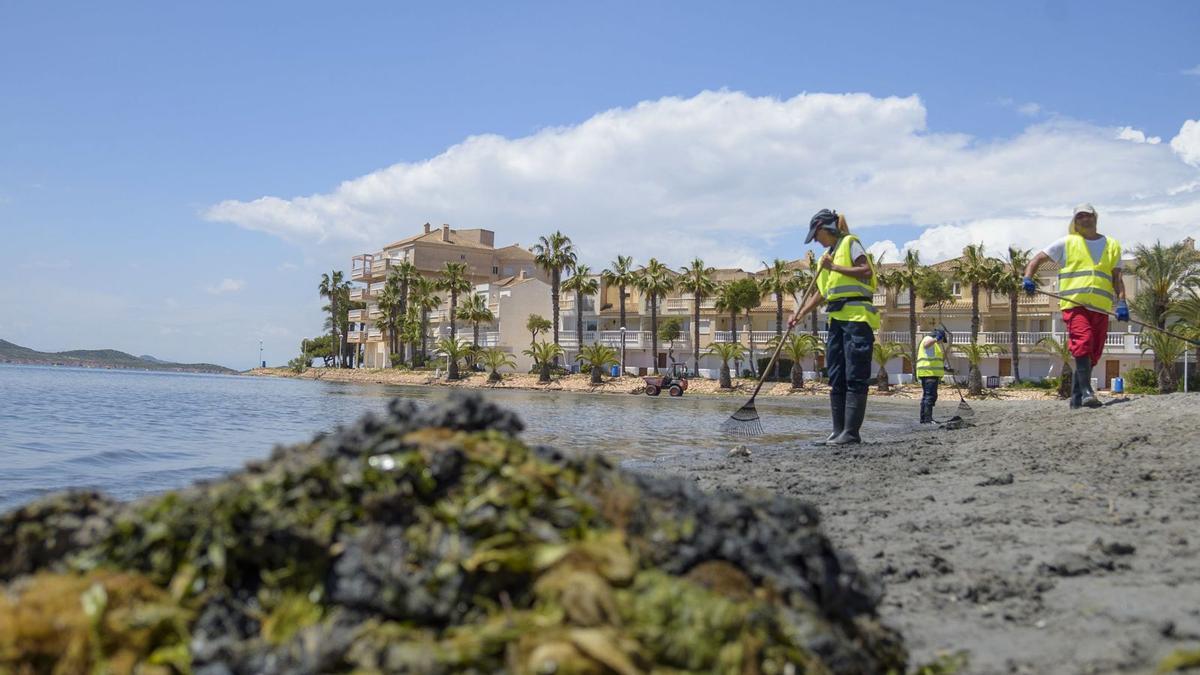 Trabajadoras limpiando fangos y algas la orilla del Mar Menor.                                                                  la Playa de las Antillas de La Manga. | IVÁN J. URQUÍZAR