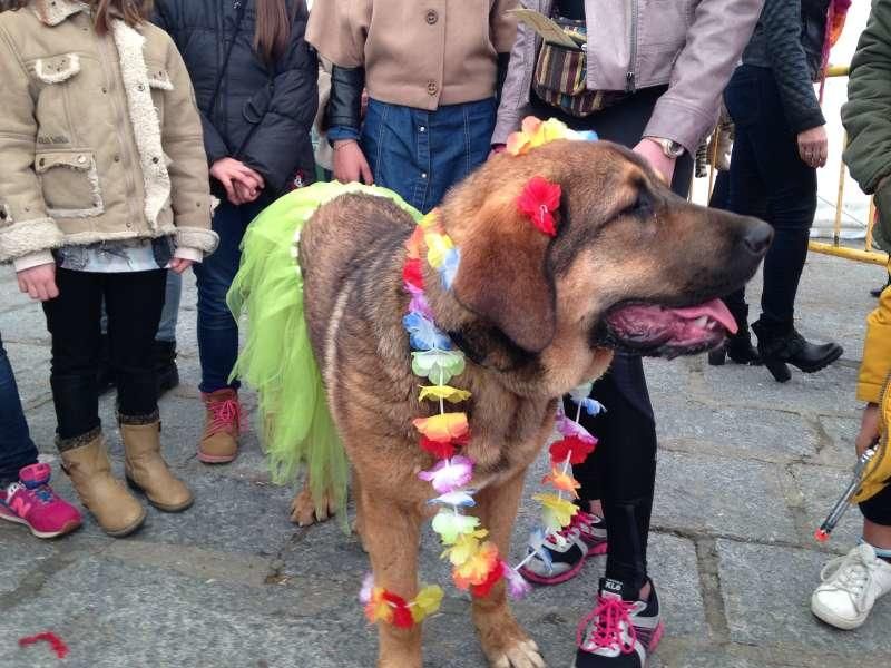 Carnavales Toro 2017: Sábado de Carnaval