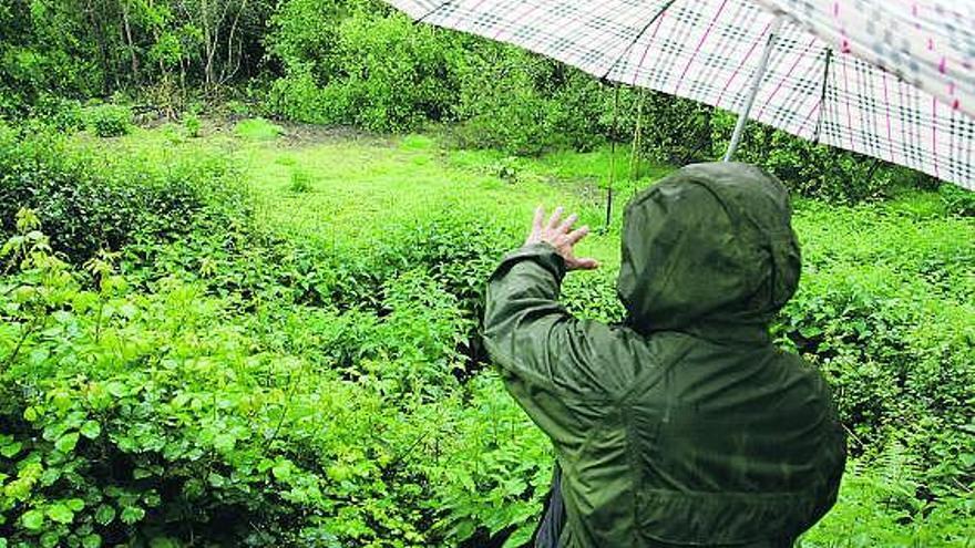 Una de las zonas de Pría, ya colmatada, en la que se vertieron purines durante varios años.