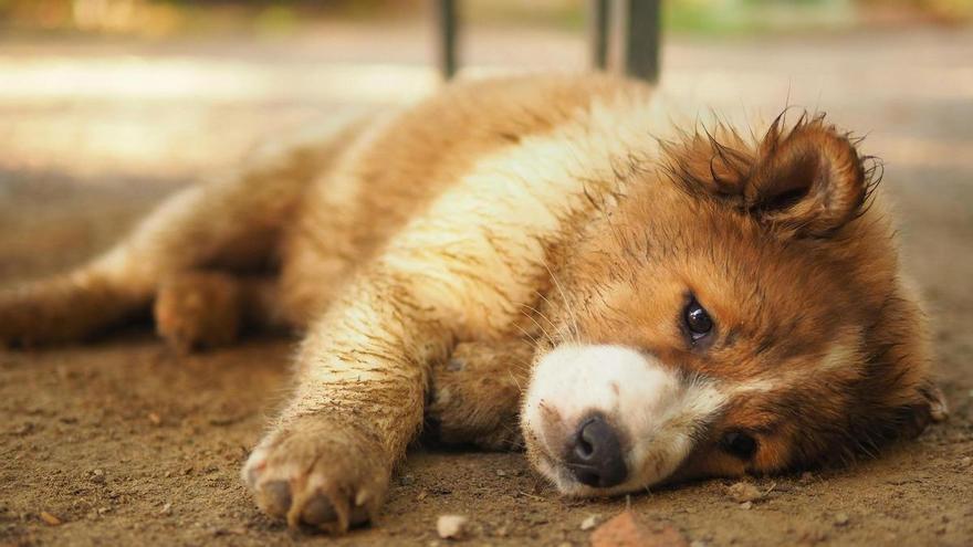 El error que agrava el parvovirus y puede acabar con la vida