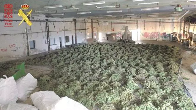 Desmantelado en Navarra el mayor cultivo de marihuana de Europa, con 415.000 plantas