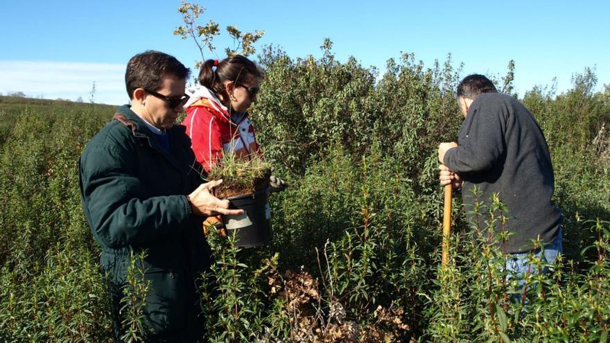 Un pueblecito de Zamora aspira a ser el primer productor de aceite esencial de jara