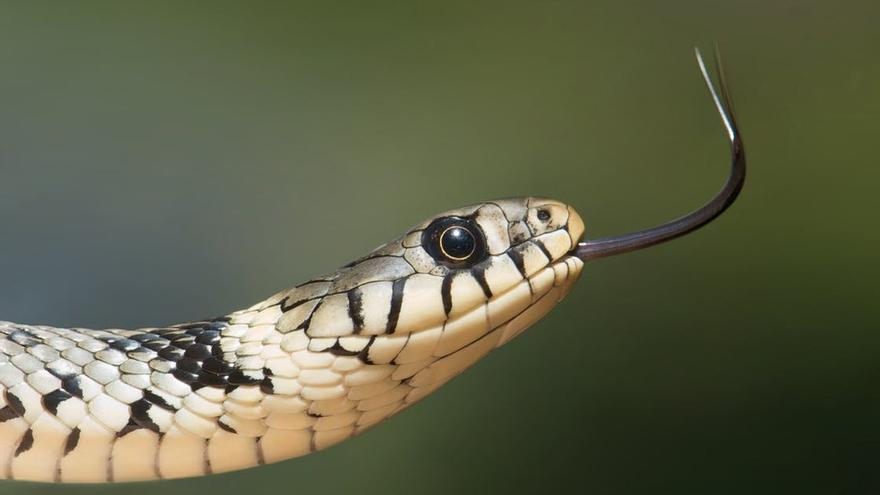 Utilizan la &quot;táctica de la serpiente&quot; para robar en un banco de Zamora