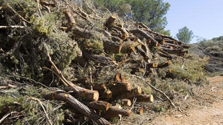La sequía y el ataque del &#039;Tomicus&#039; destruyen un millón de pinos en dos años