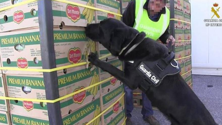 Intervenidos 54 kilos de cocaína en un cargamento de plátanos