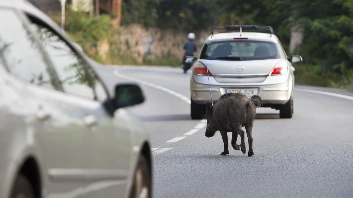 Un senglar creua la carretera de l’Arrabassada.