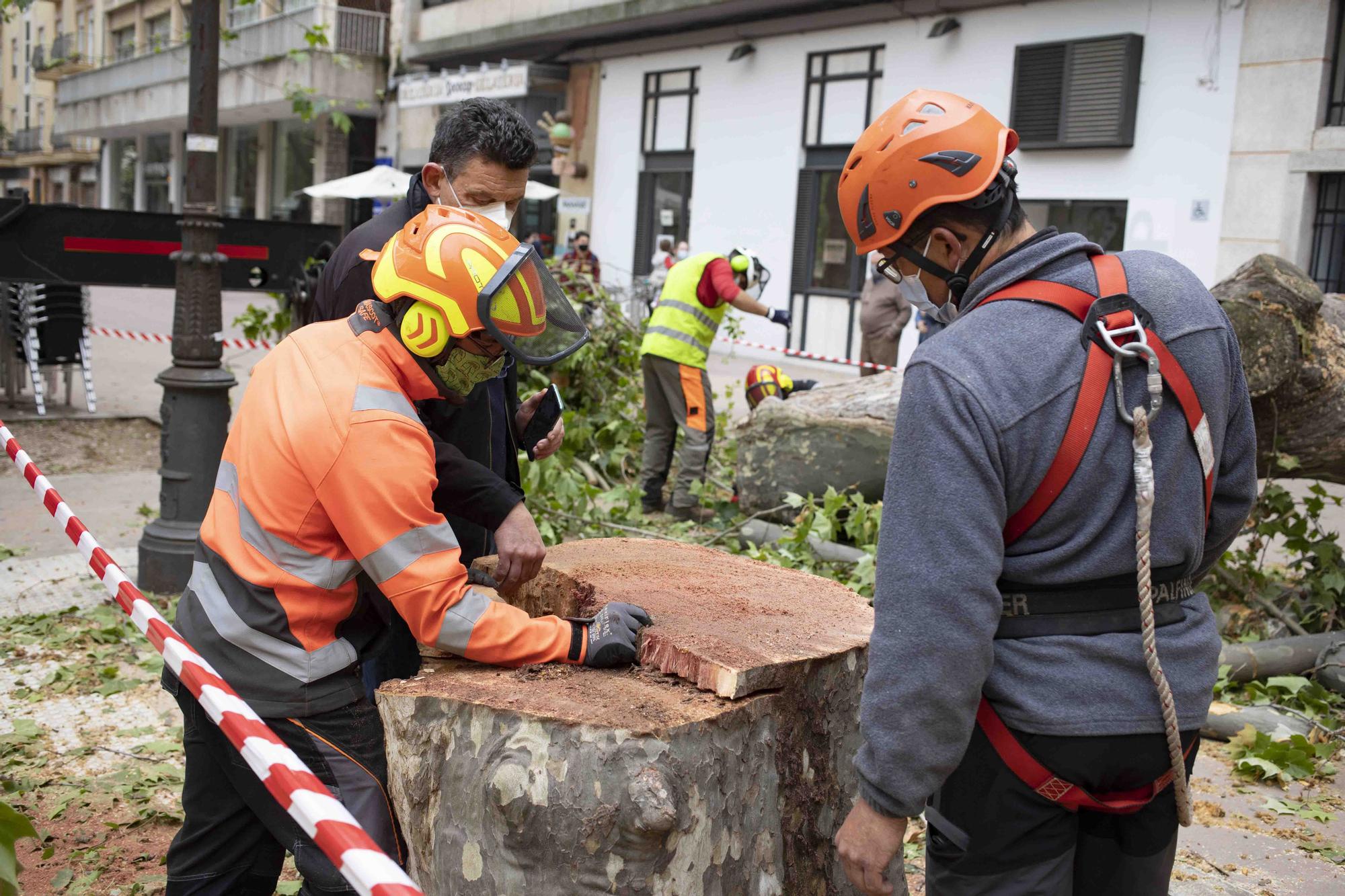 Talan cinco plataneros de grandes dimensiones en mal estado en la Albereda de Xàtiva