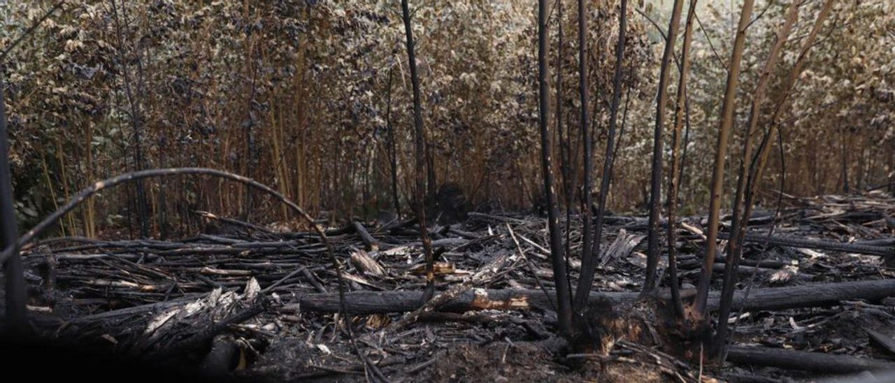 Ramas quemadas y apiladas en la zona del incendio, ayer. | Marcos León