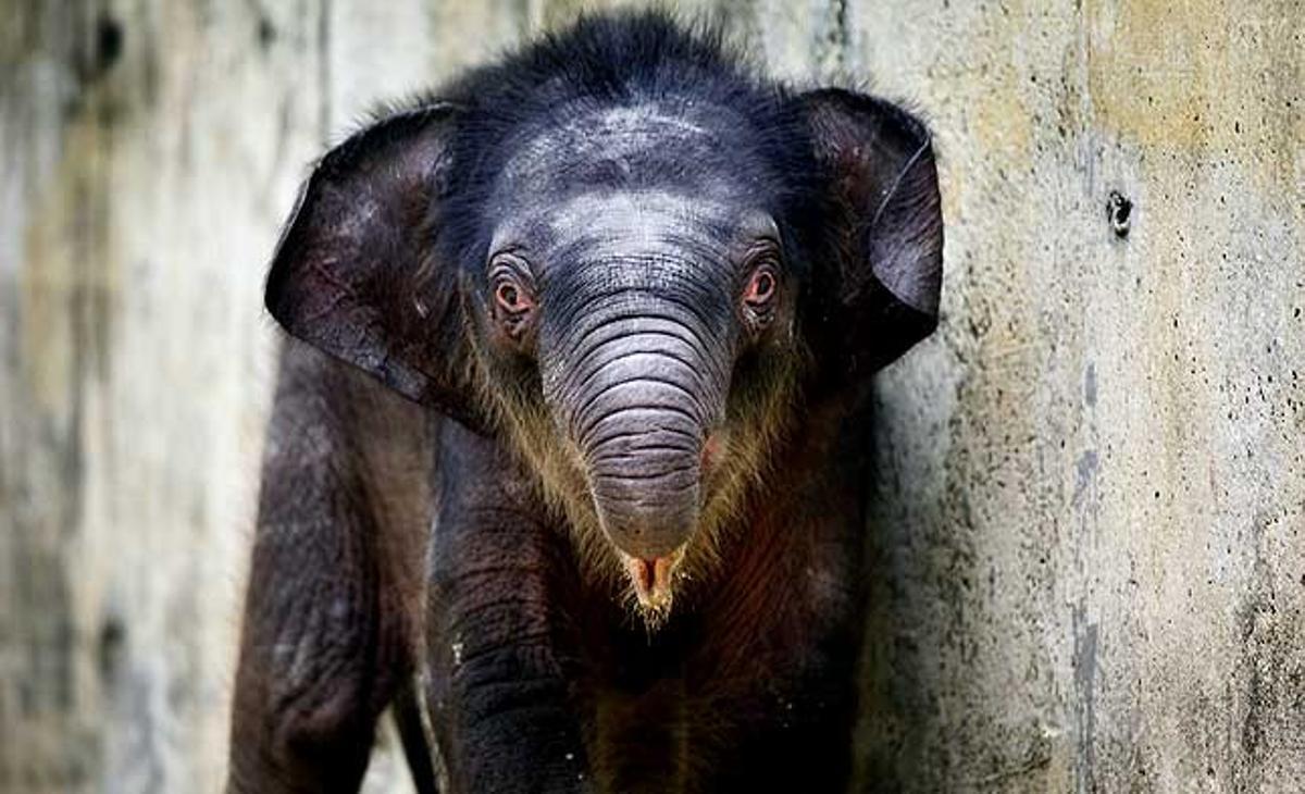 L’elefant del zoològic Singapore Night Safari (Singapur), de dues setmanes, és el primer elefant que neix al recinte des de fa 9 anys.