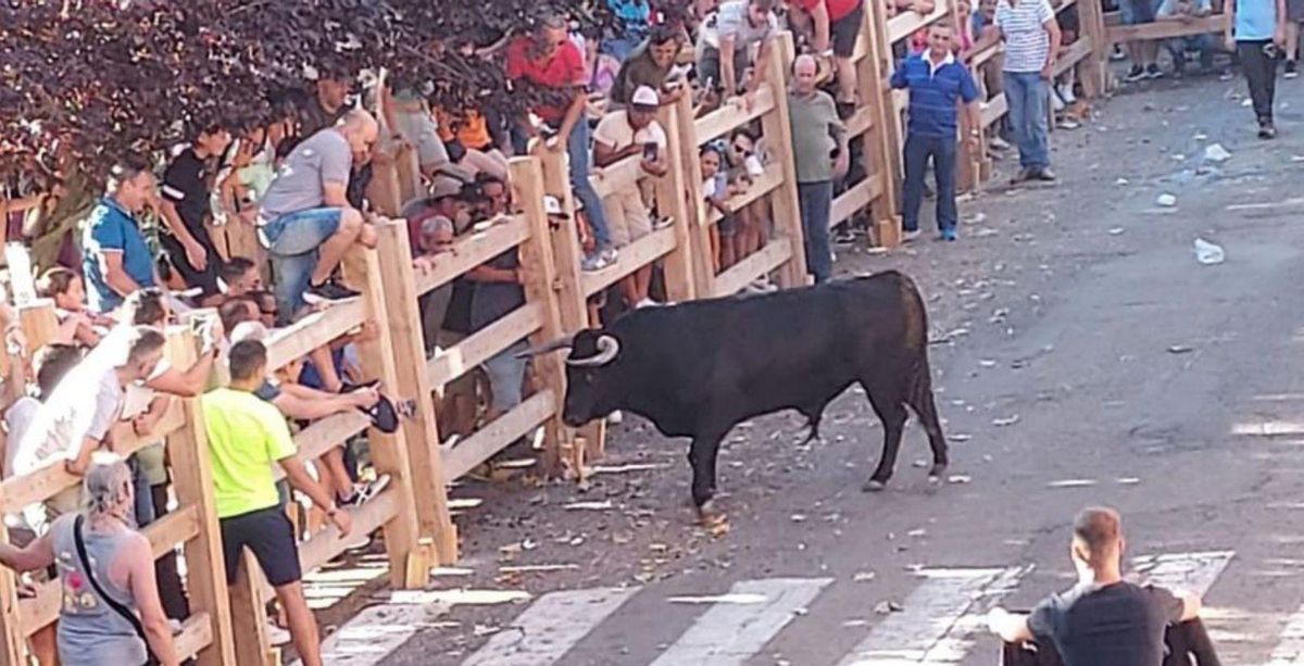 El astado se acerca a la talanquera, repleta de aficionados. | A. D.