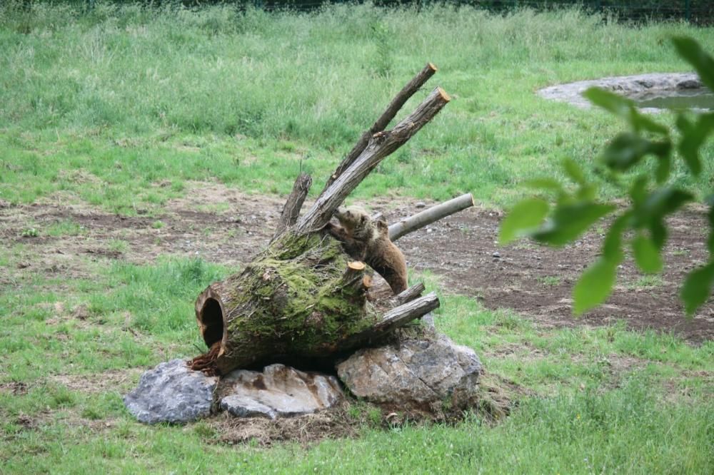 Un parque de atracciones para "Paca" y "Tola"