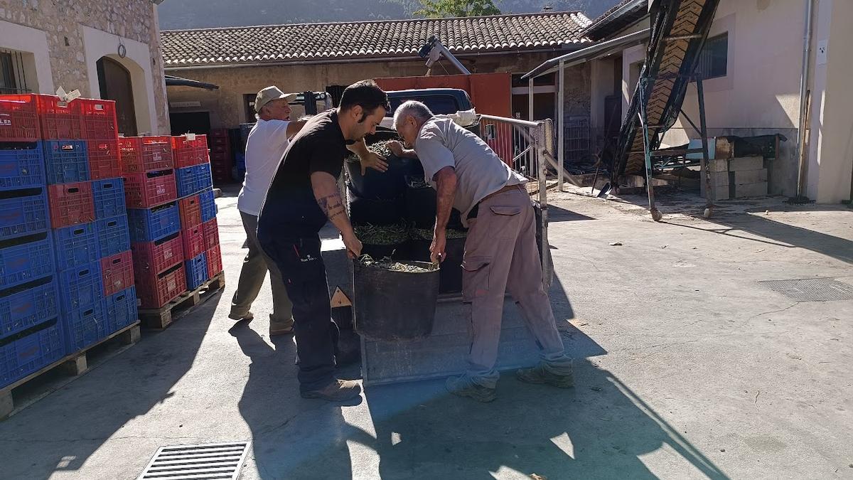 Trabajadores de la cooperativa de Sóller descargan las aceitunas.