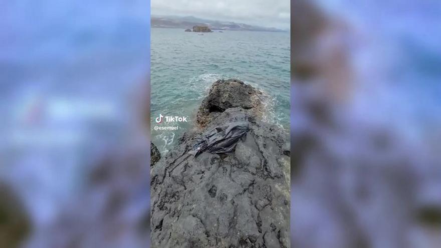 Aparece una cría de delfín muerta en Gran Canaria