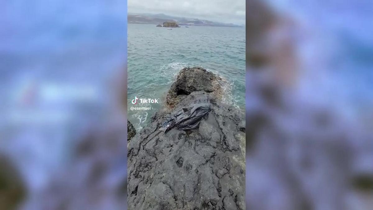 Aparece una cría de delfín muerta en Gran Canaria.