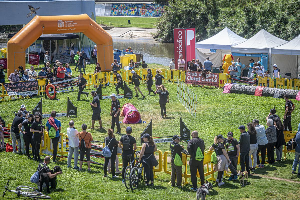 CAN WE RUN BARCELONA. La carrera organizada por Prensa Ibérica y El Periódico de Catalunya con la colaboración de Sport ,  donde las personas y sus mascotas perrunas corren en familia