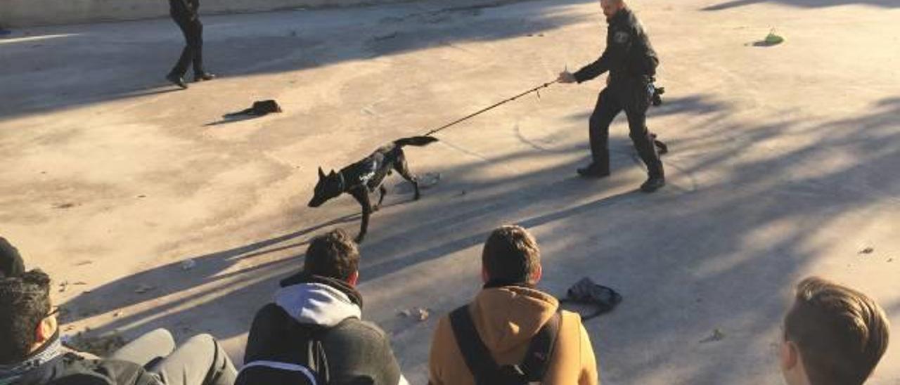 Uno de los perros de la Unidad Canina de Alberic durante una exhibición en el instituto.