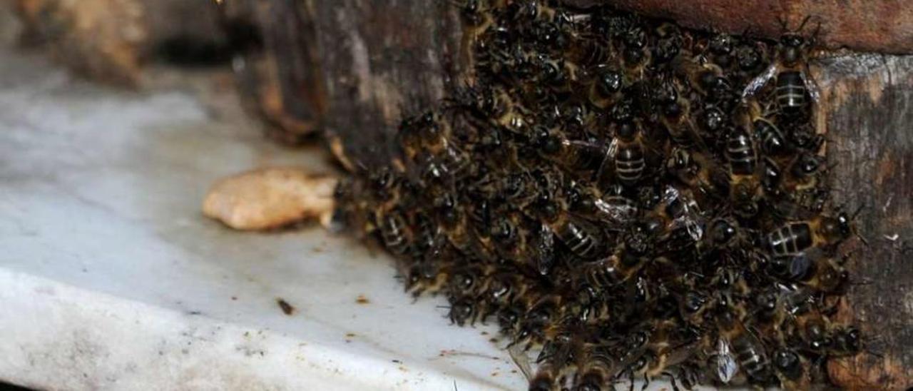 La velutina de la imagen (izquierda) no ataca a las abejas que ya están en la colmena, sino a las que regresan a esta. // Iñaki Abella
