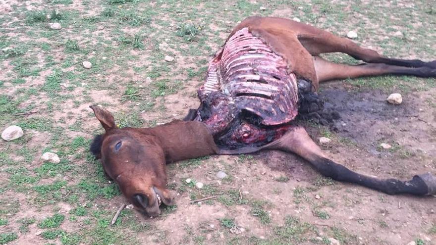 El cadáver descuartizado de la yegua, en la finca de Lloseta en la que vivía.