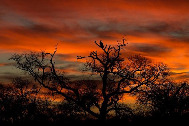 Sabi Sabi, África