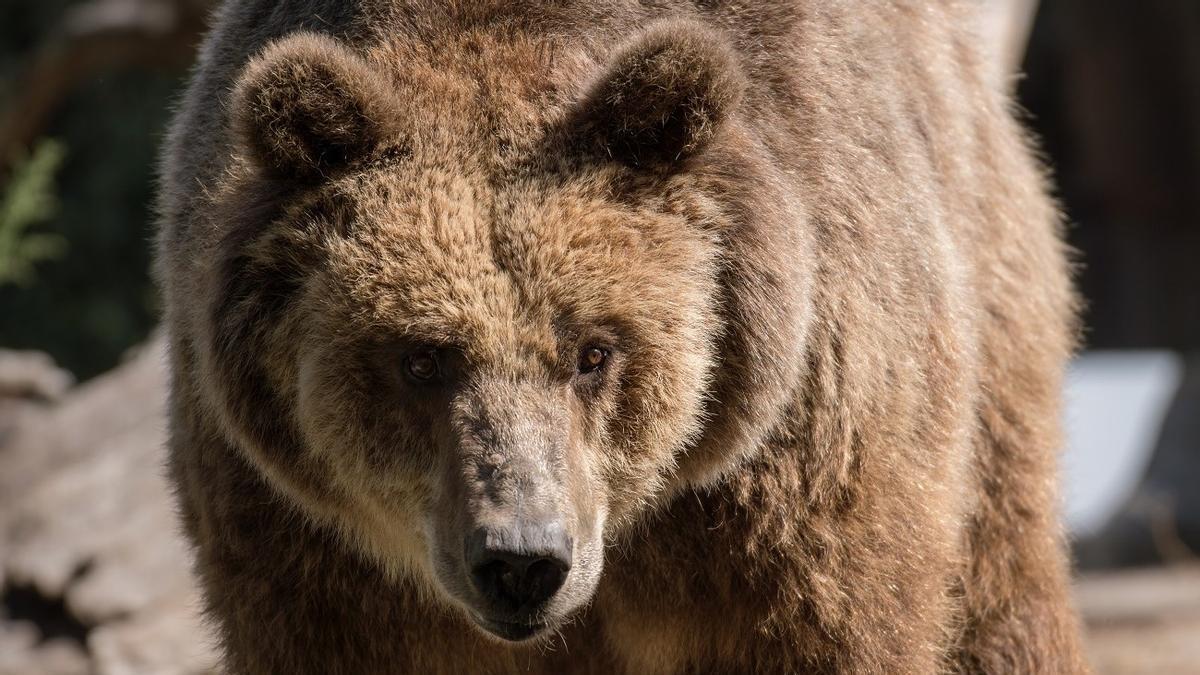 CONVIVENCIA OSO | El oso pardo se recupera en España: ¿Cómo convivir con él?
