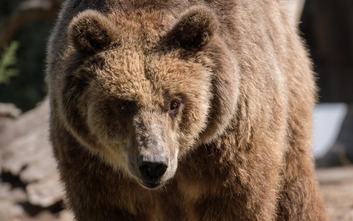 Primer plano de un oso pardo