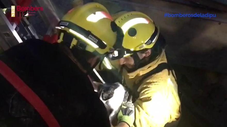 Los bomberos rescatan a una gata en La Campaneta