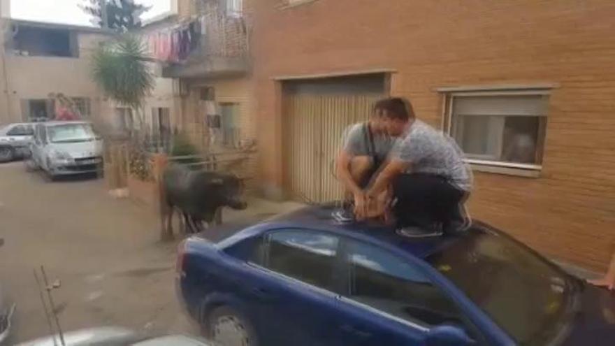 Herida una niña de siete años al ser embestida por un novillo en Zaragoza