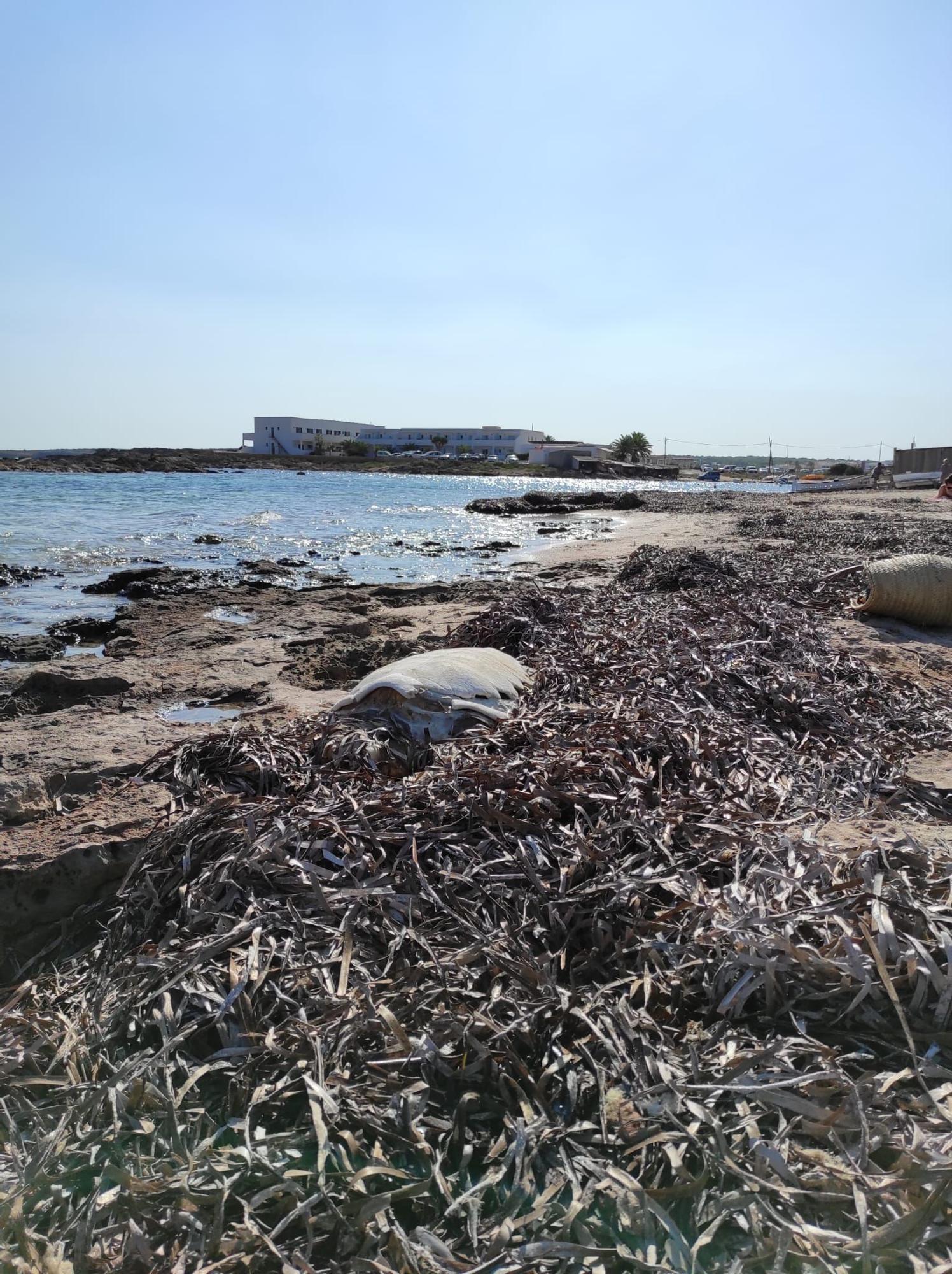 Aparece el esqueleto de una tortuga en una playa de Formentera