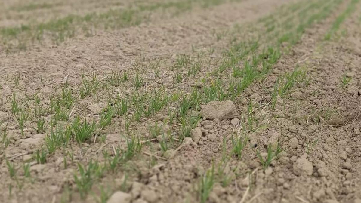 La sequía azota el campo mallorquín