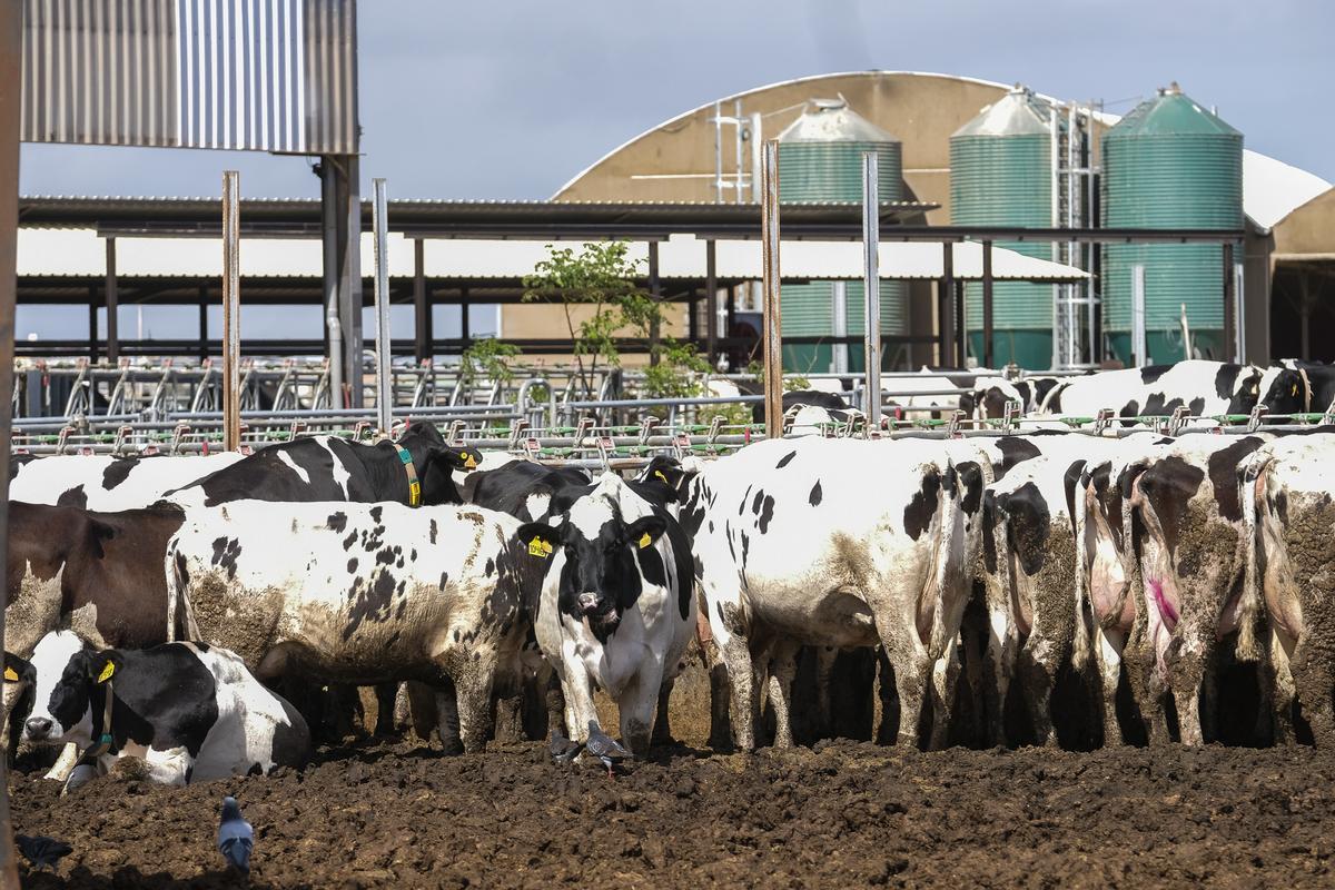 Explotación de Leche Sandra, en la granja El Parador de la Vacas, ubicada en Agüimes.