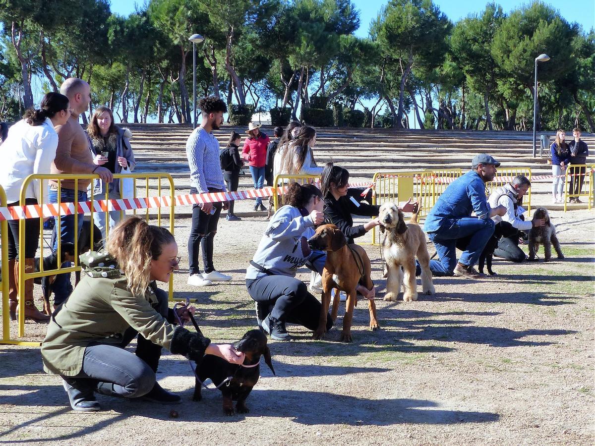 Participantes en el concurso canino de Albal.