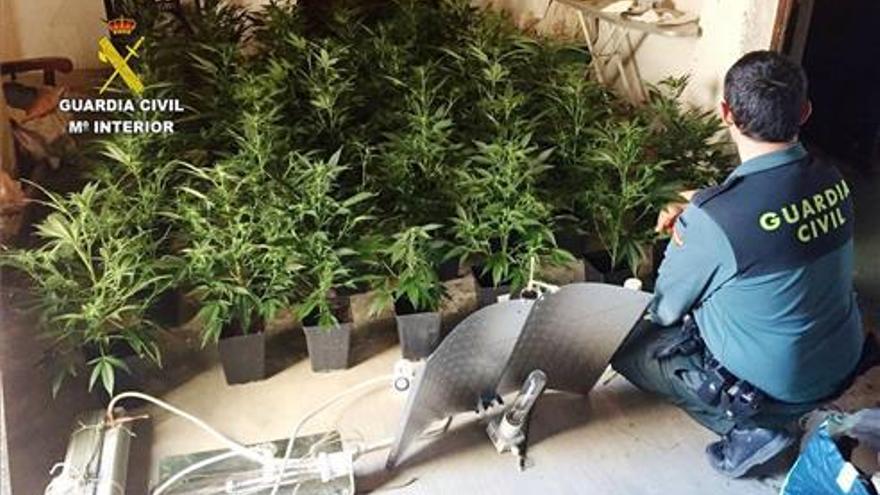 Detenida con 50 plantas de marihuana en un piso de Moncofa