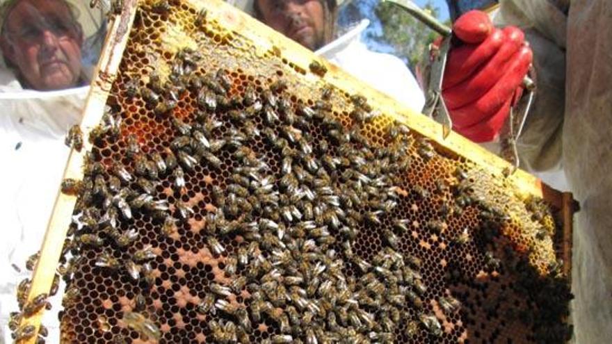 Abejas en un panal de una colmena de la zona de es Cubells.