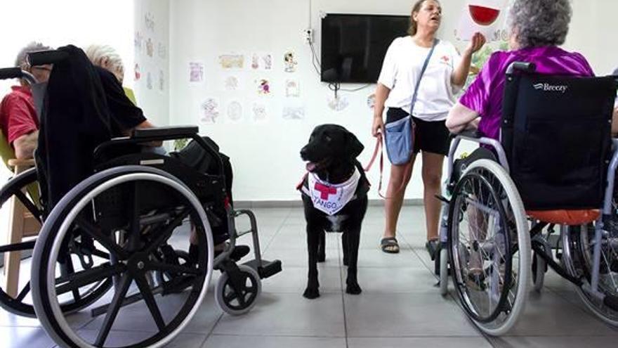 De perro abandonado y maltratado a apoyo terapéutico