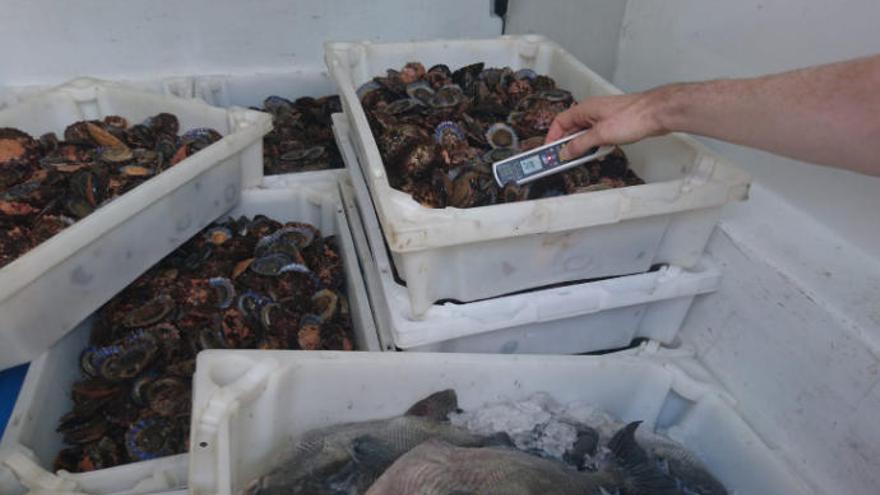 Las lapas interceptadas por los agentes de la Policía Local en Santa Cruz.